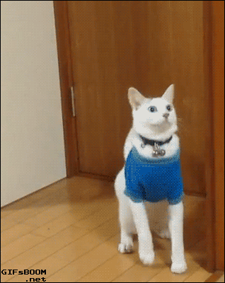 빙구같은 고양이의 매력 (움짤,데이터도둑) | 인스티즈