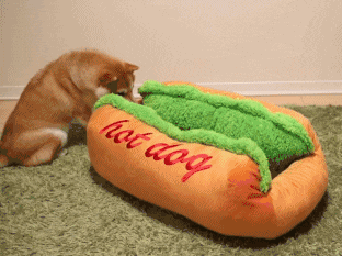 핫도그 | 인스티즈