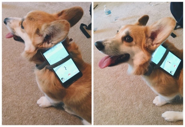 이쯤에서 다시보는 양덕들 포켓몬고 알부화시키기 | 인스티즈