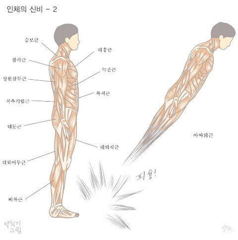 인체의 신비 .jpg | 인스티즈