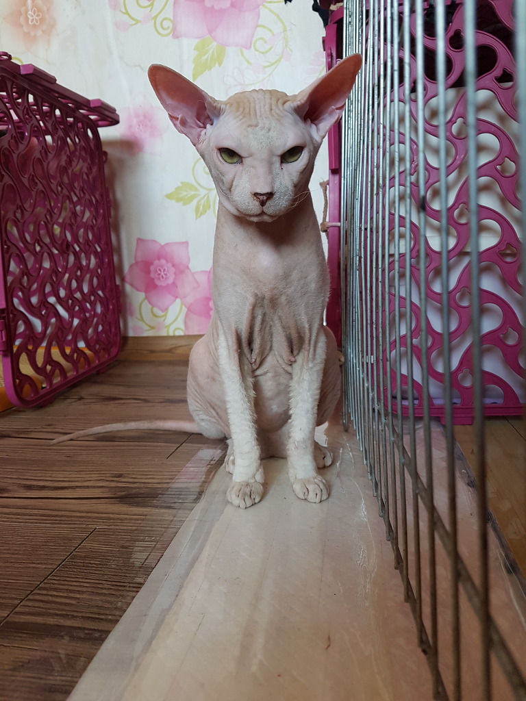 꼬미 이미지