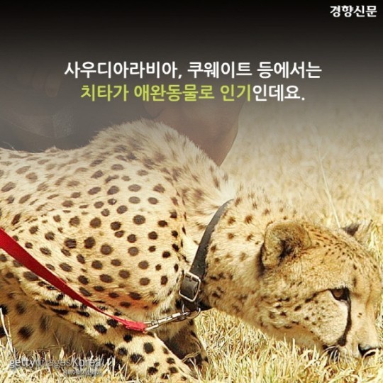 치타가 사라진다 | 인스티즈