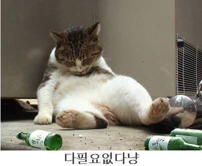 고양이 제목 학원 | 인스티즈