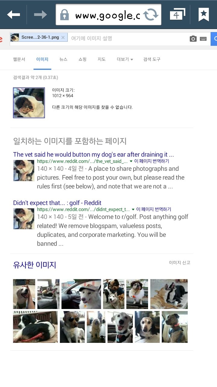강아지 귀에 바느질 연습한 미 글의 진실 (사진 피,수술주의) | 인스티즈