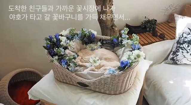 내 고양이의 장례식(슬픔주의) | 인스티즈