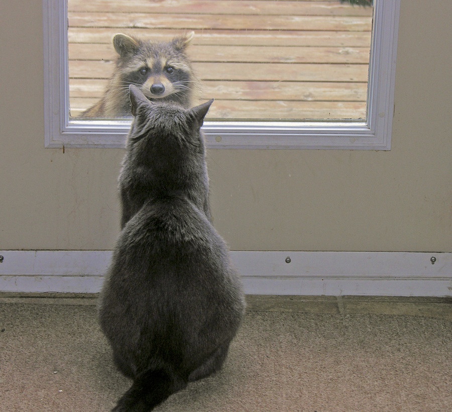 얘 뭐냥? 구경하느라 정신없는 고양이들 | 인스티즈