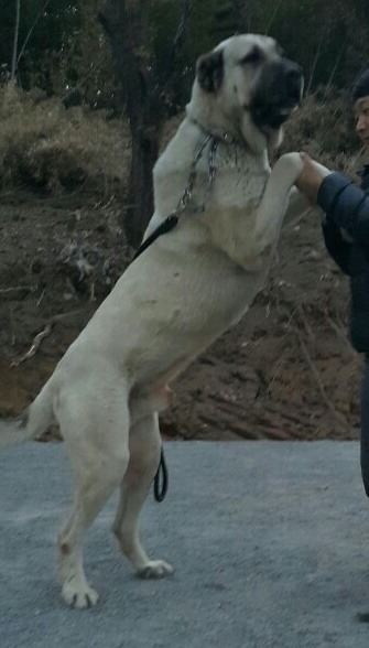 국내에서도 은근 많이 키우는 대형견들 | 인스티즈