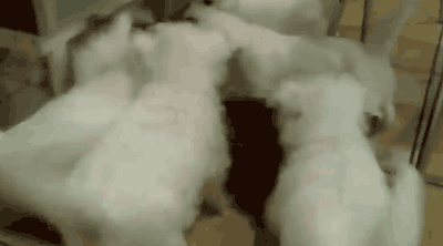 개+고양이 조합에서 보기힘든 고생하는 고양이들 .gif | 인스티즈