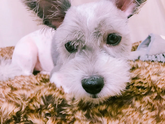 애지 이미지