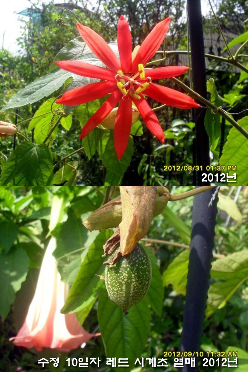 수정열매 이미지