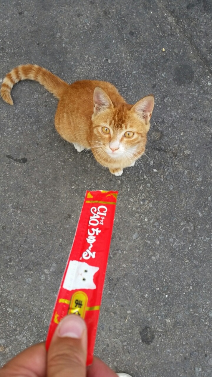 길고양이 테이밍성공 | 인스티즈