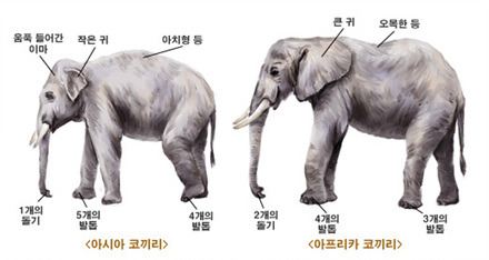 처음 만난 코끼리에게 말 실수하지 않는 방법.jpg | 인스티즈