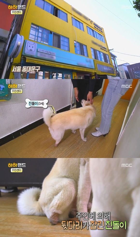 [사진/움짤多] 동물 학대의 현실 & 네 다리가 없는 치치 이야기 | 인스티즈