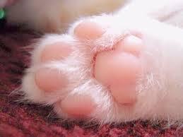 고양이 발바닥 | 인스티즈