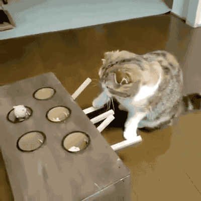 고양이 홧병나는 짤 | 인스티즈