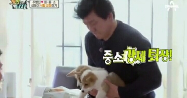 [개밥주는남자] 웰시코기 삼둥이 대중소 식탐고치기 (feat.갓형욱) | 인스티즈