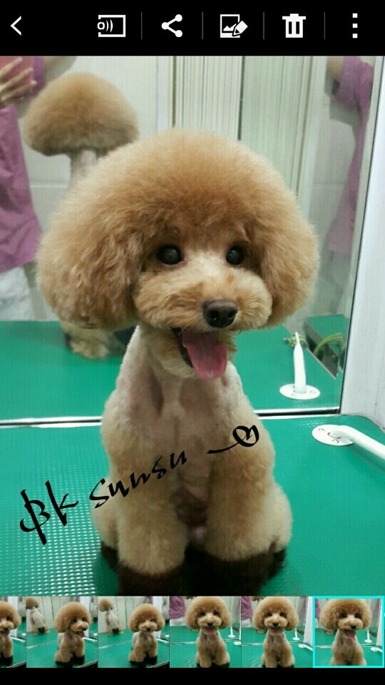 중앙애견미용학원 이미지