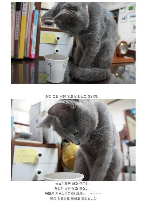 탄산이 신기한 냥이.jpg | 인스티즈