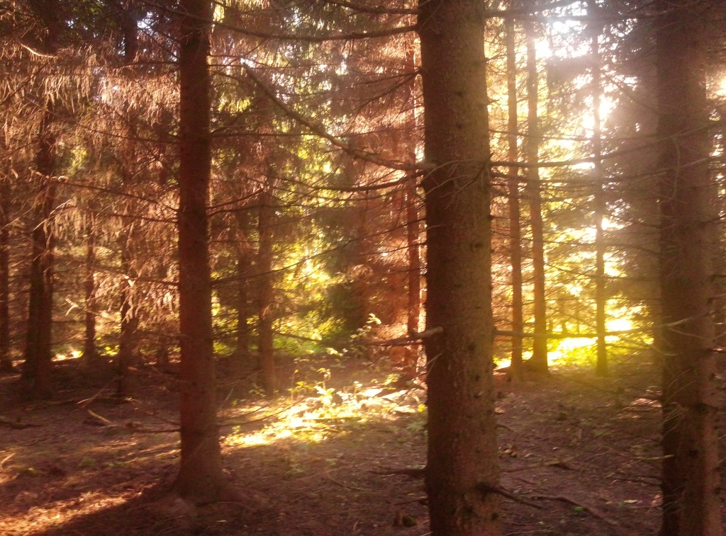 267EB1355974A4AA1B4B5A