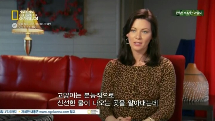 고양이가 자꾸 변기물 마시는이유.. | 인스티즈