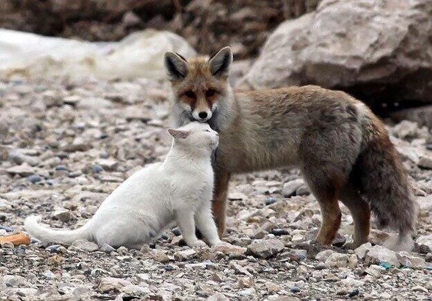 여우와 고양이 조합.jpg | 인스티즈