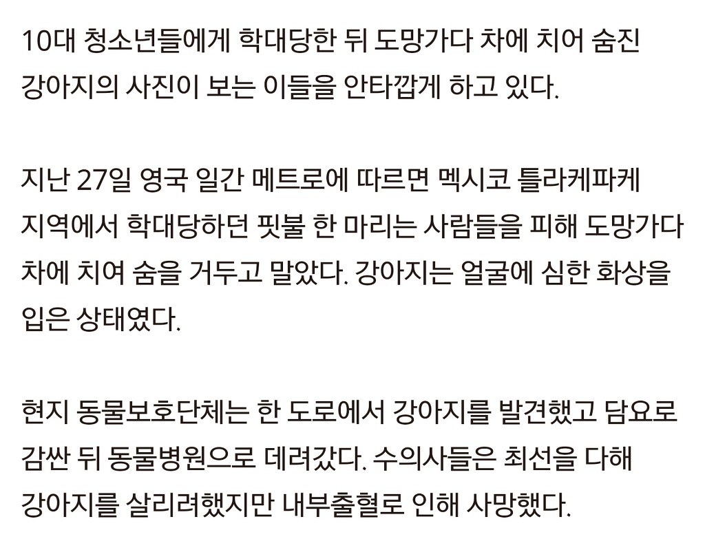 강아지 얼굴에 폭죽 터뜨려 죽게 만든 10대들 | 인스티즈