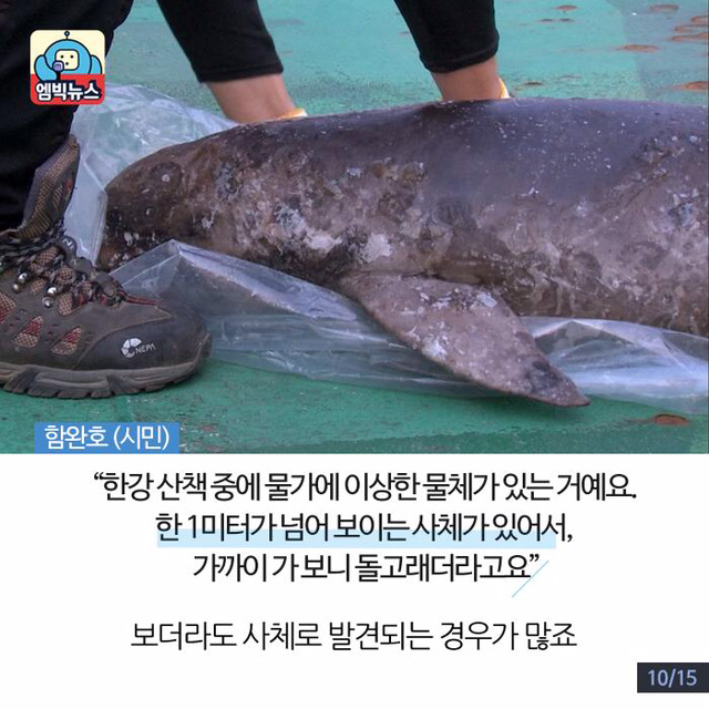 한강에 돌고래가 산다? | 인스티즈