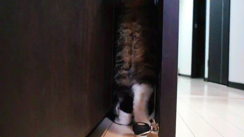 구석을 좋아하는 냥이.gif | 인스티즈