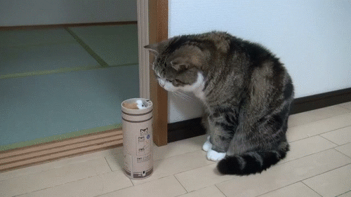 집사야 이게 뭐냥.gif | 인스티즈