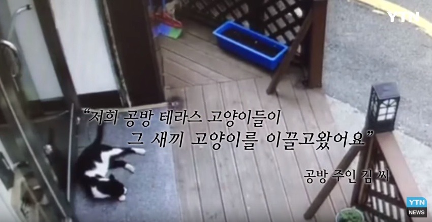 혐오,분노주의)고양이 잔혹하게 내던져 죽이고는 '웃으며 도망쳤다' | 인스티즈
