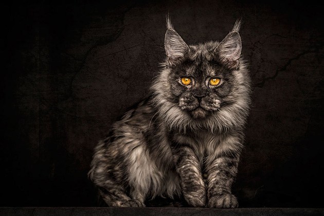 대부분의 인간들보다 잘생긴 고양이들.cats | 인스티즈