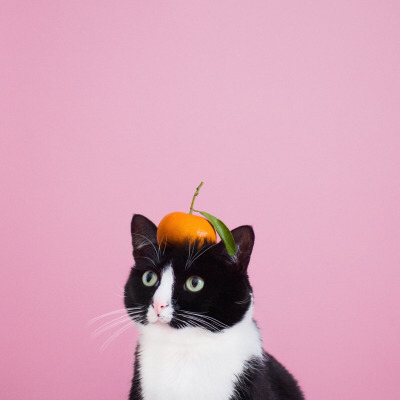 Tumblr : #cat #pink | 인스티즈