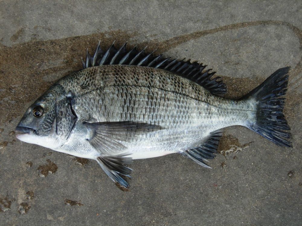 노량진 수산시장 완전 공략집 | 인스티즈