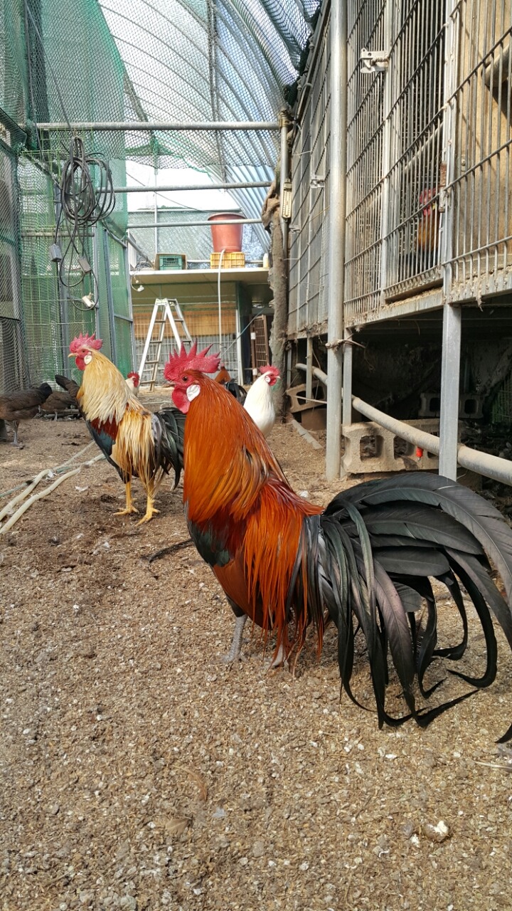 달구 이미지