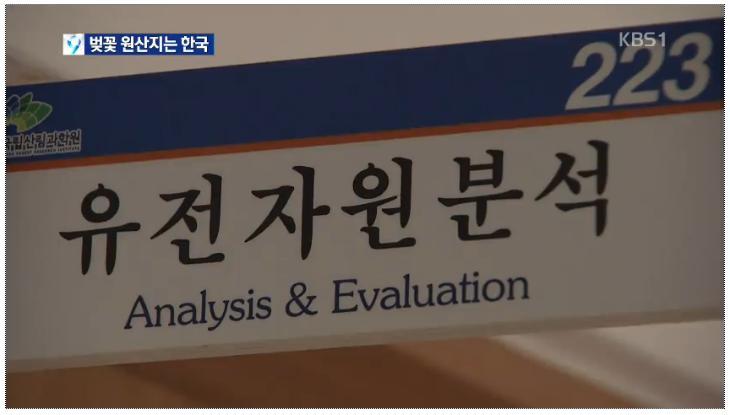 벚꽃의 원산지는 한국 - KBS 뉴스 | 인스티즈