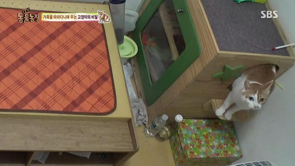 [동물농장] 존트 할말 다 하고 사는 수다쟁이 고양이 쪼롱이ㅋㅋㅋㅋ.jpg | 인스티즈