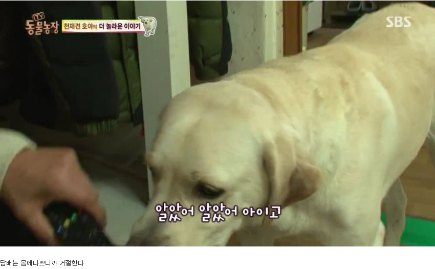 동물농장 완전 똑똑한 멍멍이 | 인스티즈