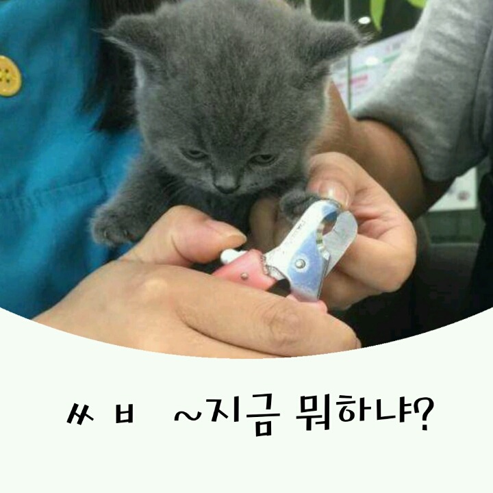 발톱자르는 개와 고양이의 반응차이!! | 인스티즈