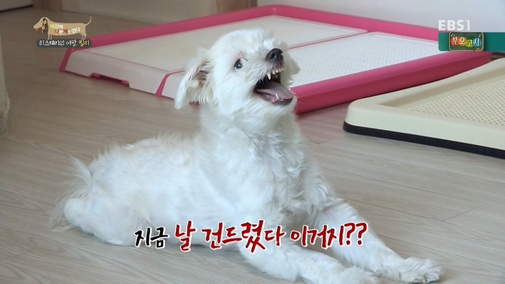 [세상에나쁜개는없다] 가족들에게 짖고 무는 강아지 릴리햏 | 인스티즈