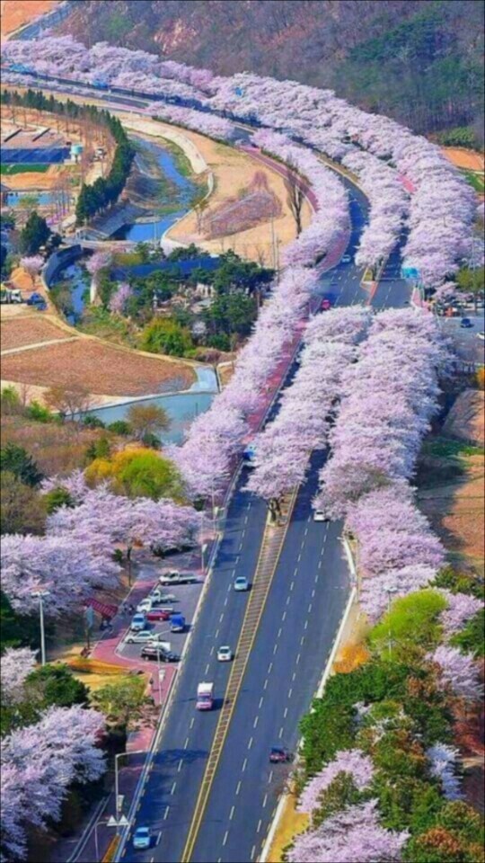 반호 이미지