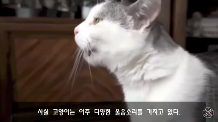 고양이가 "야옹~"하고 우는 이유는?? | 인스티즈