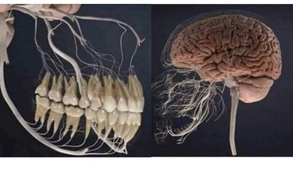 진화 같이 한 생물.jpg | 인스티즈