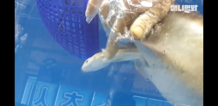 횟집에서 새끼 출산하는 상어 | 인스티즈