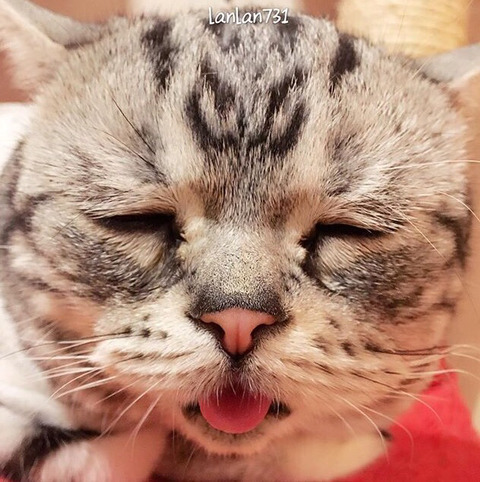 금방이라도 울 것 같은 울상 고양이 루후😿 | 인스티즈
