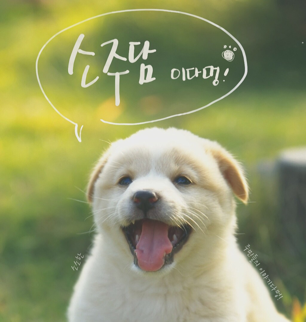 떠내려가는 송아지 구해주는 코끼리즈 | 인스티즈