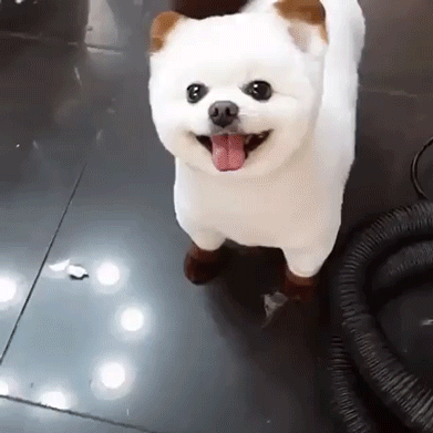 와 진짜 나귀여운 강아지; | 인스티즈