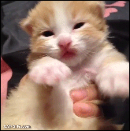 아기 고양이 | 인스티즈