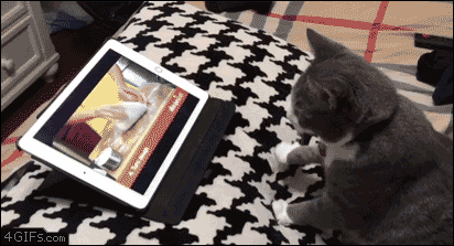 요리사 냥이.gif | 인스티즈