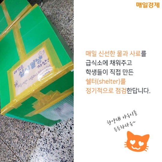 캠퍼스 고양이의 따뜻한 겨울나기 | 인스티즈