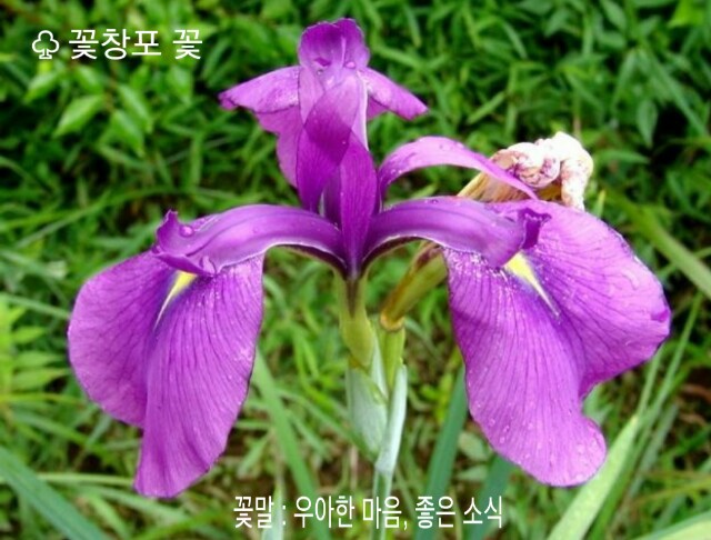꽃창포 이미지